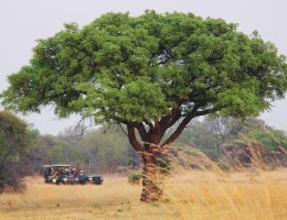 DESCUBRIENDO SUDAFRICA (PILANESBERG) Y CATARATAS VICTORIA (ZIMBABWE) CON CHOBE