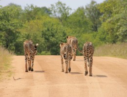 DESCUBRIENDO SUDAFRICA